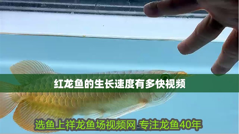 龍魚兜嘴后期可以改變么