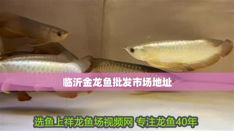 臨沂金龍魚批發市場地址