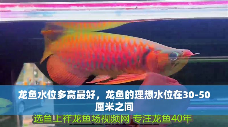 龍魚水位多高最好，龍魚的理想水位在30-50厘米之間