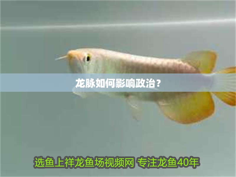 龍脈如何影響政治？