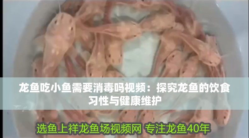 龍魚吃小魚需要消毒嗎視頻：探究龍魚的飲食習(xí)性與健康維護(hù)