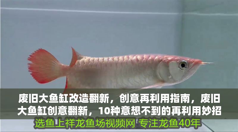 廢舊大魚缸改造翻新，創意再利用指南，廢舊大魚缸創意翻新，10種意想不到的再利用妙招