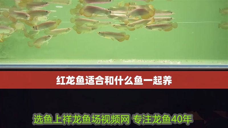 紅龍魚適合和什么魚一起養
