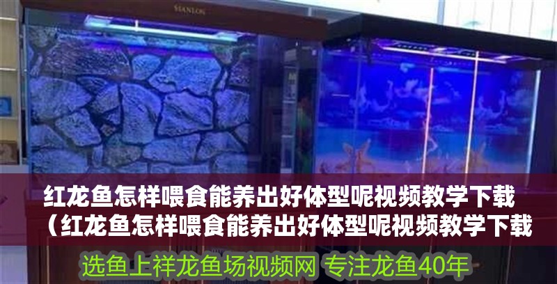 紅龍魚怎樣喂食能養出好體型呢視頻教學下載（紅龍魚怎樣喂食能養出好體型呢視頻教學下載）