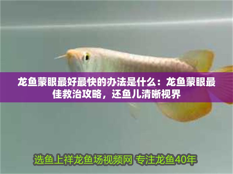 龍魚蒙眼最好最快的辦法是什么：龍魚蒙眼最佳救治攻略，還魚兒清晰視界