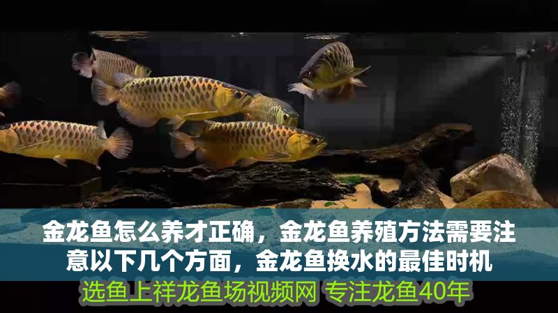 金龍魚怎么養才正確，金龍魚養殖方法需要注意以下幾個方面，金龍魚換水的最佳時機