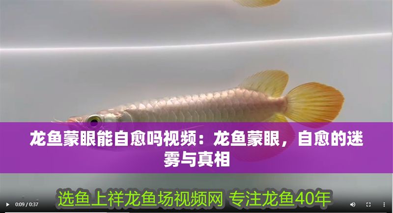 龍魚蒙眼能自愈嗎視頻：龍魚蒙眼，自愈的迷霧與真相