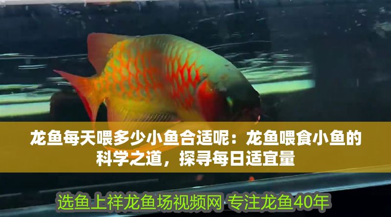 龍魚每天喂多少小魚合適呢：龍魚喂食小魚的科學之道，探尋每日適宜量