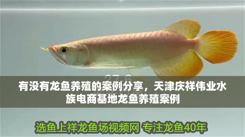 有沒有龍魚養殖的案例分享，天津慶祥偉業水族電商基地龍魚養殖案例