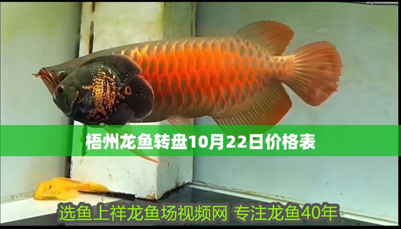 梧州龍魚轉盤10月22日價格表