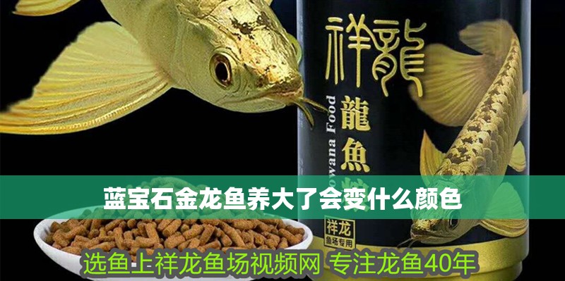 藍寶石金龍魚養大了會變什么顏色