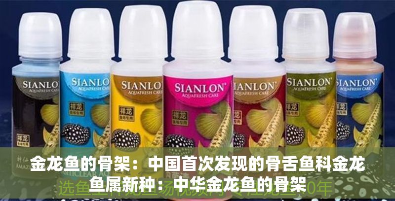 金龍魚的骨架：中國首次發(fā)現(xiàn)的骨舌魚科金龍魚屬新種：中華金龍魚的骨架