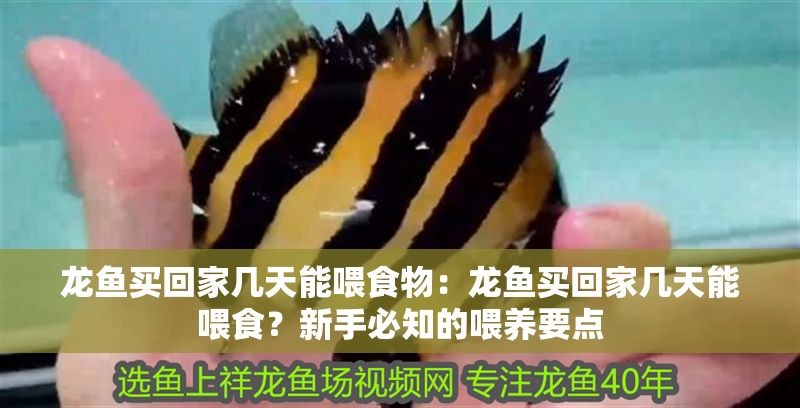 龍魚買回家?guī)滋炷芪故澄铮糊堲~買回家?guī)滋炷芪故常啃率直刂奈桂B(yǎng)要點