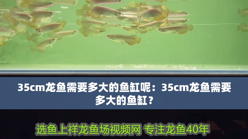 35cm龍魚需要多大的魚缸呢：35cm龍魚需要多大的魚缸？