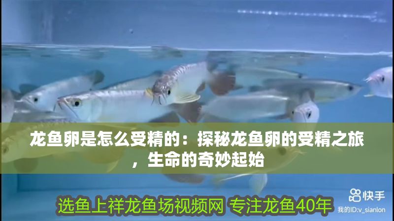 龍魚卵是怎么受精的：探秘龍魚卵的受精之旅，生命的奇妙起始 龍魚卵是怎么受精的：探秘龍魚卵的受精之旅，生命的奇妙起始 龍魚百科 第1張