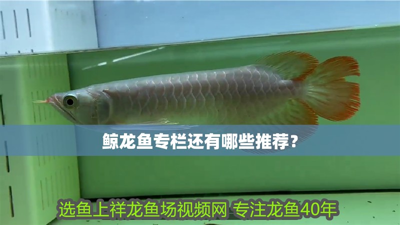 鯨龍魚專欄還有哪些推薦？