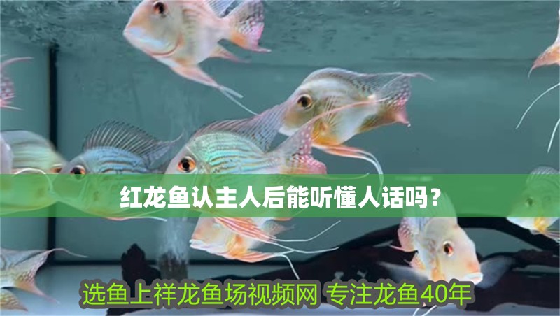 紅龍魚認主人后能聽懂人話嗎？