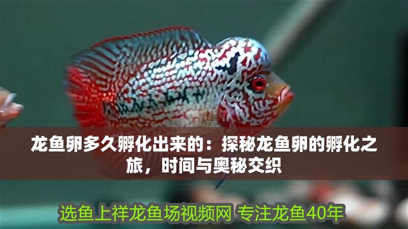 龍魚卵多久孵化出來的：探秘龍魚卵的孵化之旅，時間與奧秘交織
