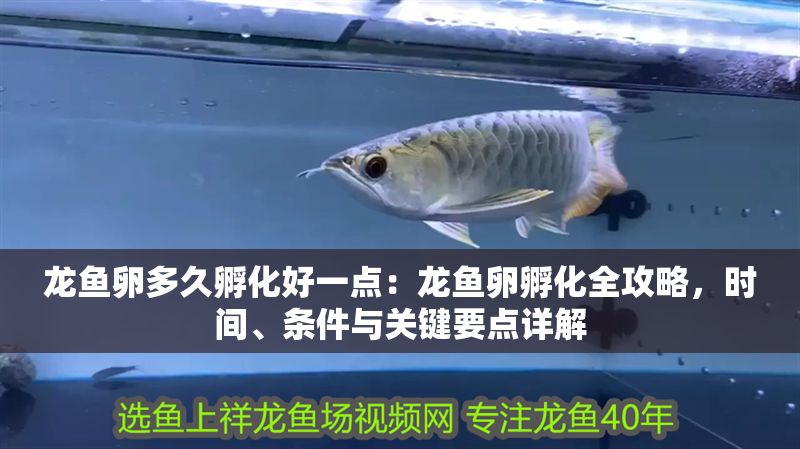 龍魚卵多久孵化好一點：龍魚卵孵化全攻略，時間、條件與關鍵要點詳解