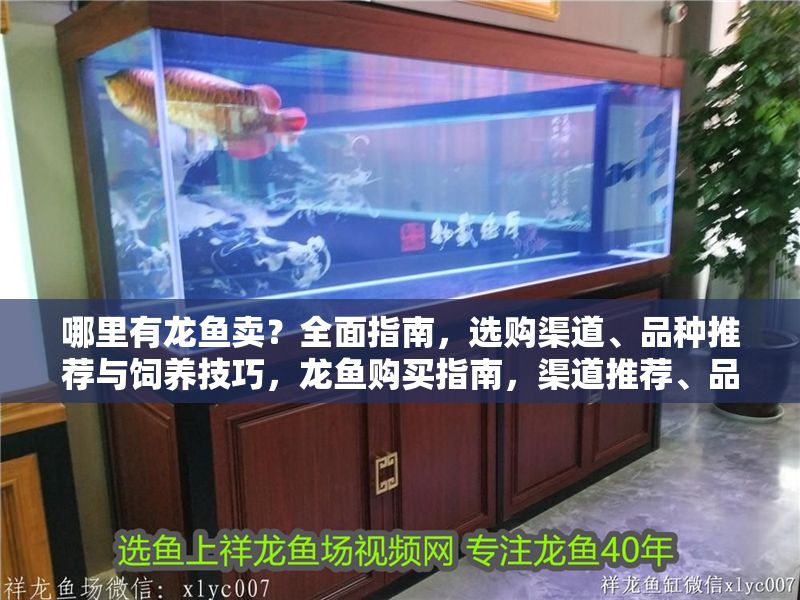 哪里有龍魚賣？全面指南，選購渠道、品種推薦與飼養技巧，龍魚購買指南，渠道推薦、品種選擇與飼養技巧全解析