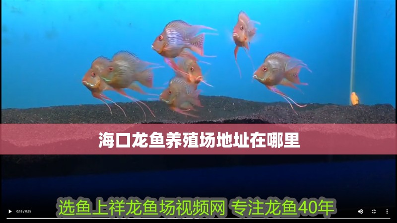海口龍魚養殖場地址在哪里