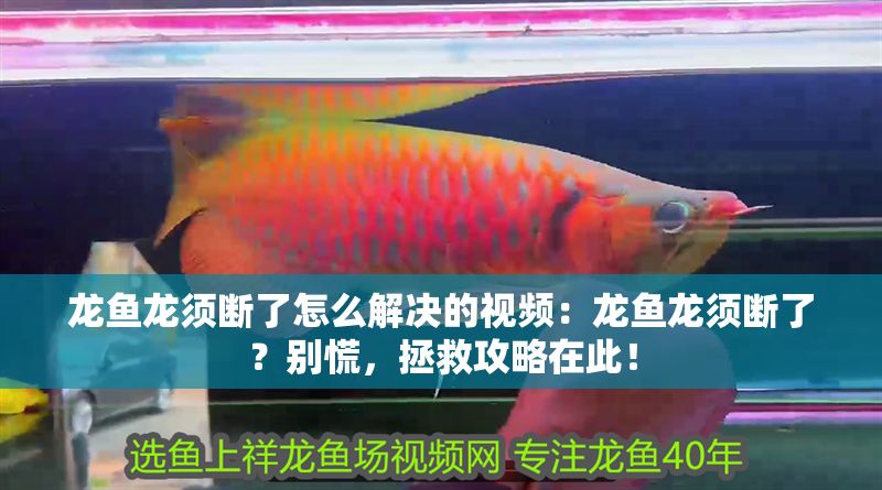 龍魚龍須斷了怎么解決的視頻：龍魚龍須斷了？別慌，拯救攻略在此！