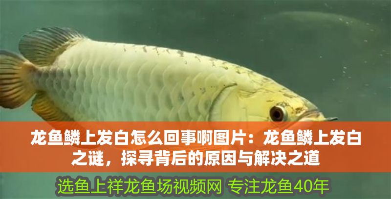 龍魚鱗上發白怎么回事啊圖片：龍魚鱗上發白之謎，探尋背后的原因與解決之道