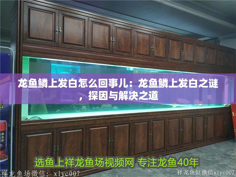 龍魚鱗上發(fā)白怎么回事兒：龍魚鱗上發(fā)白之謎，探因與解決之道