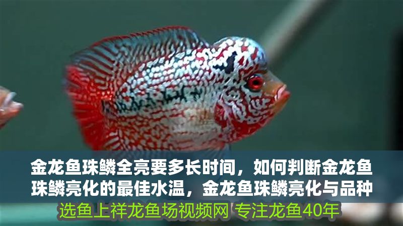 金龍魚珠鱗全亮要多長時(shí)間，如何判斷金龍魚珠鱗亮化的最佳水溫，金龍魚珠鱗亮化與品種關(guān)系