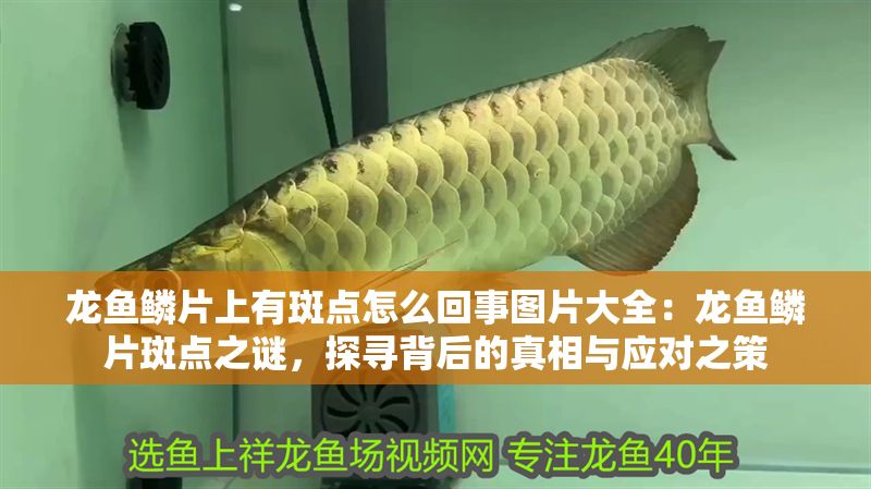 龍魚鱗片上有斑點怎么回事圖片大全：龍魚鱗片斑點之謎，探尋背后的真相與應對之策