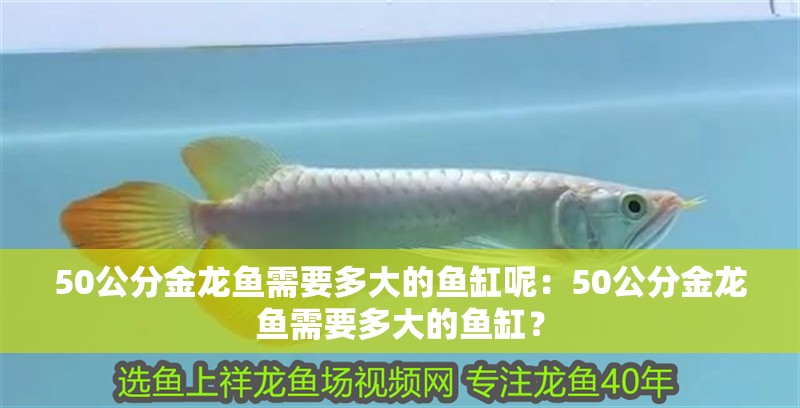 50公分金龍魚需要多大的魚缸呢：50公分金龍魚需要多大的魚缸？