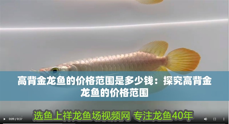 高背金龍魚的價(jià)格范圍是多少錢：探究高背金龍魚的價(jià)格范圍