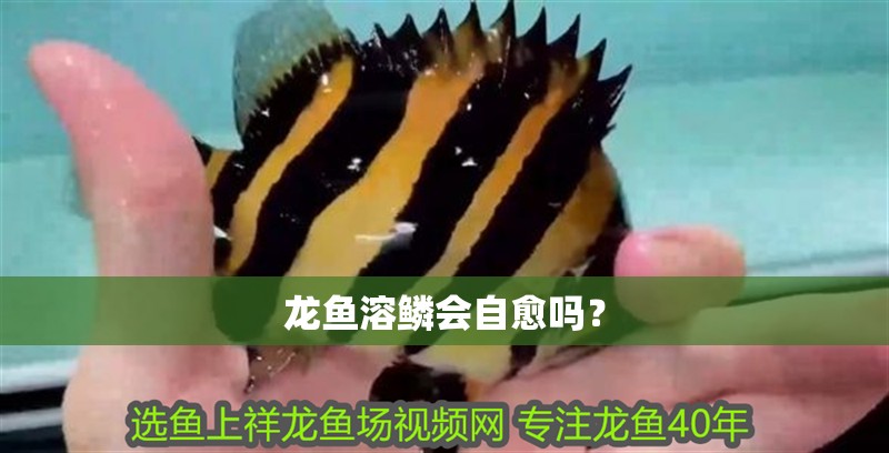 40公分的龍魚需要多大的魚缸？：40公分的龍魚所需魚缸尺寸的詳細解答