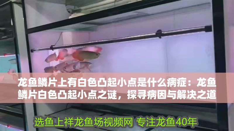龍魚鱗片上有白色凸起小點是什么病癥：龍魚鱗片白色凸起小點之謎，探尋病因與解決之道