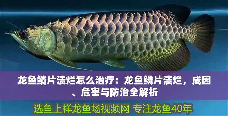 龍魚鱗片潰爛怎么治療：龍魚鱗片潰爛，成因、危害與防治全解析