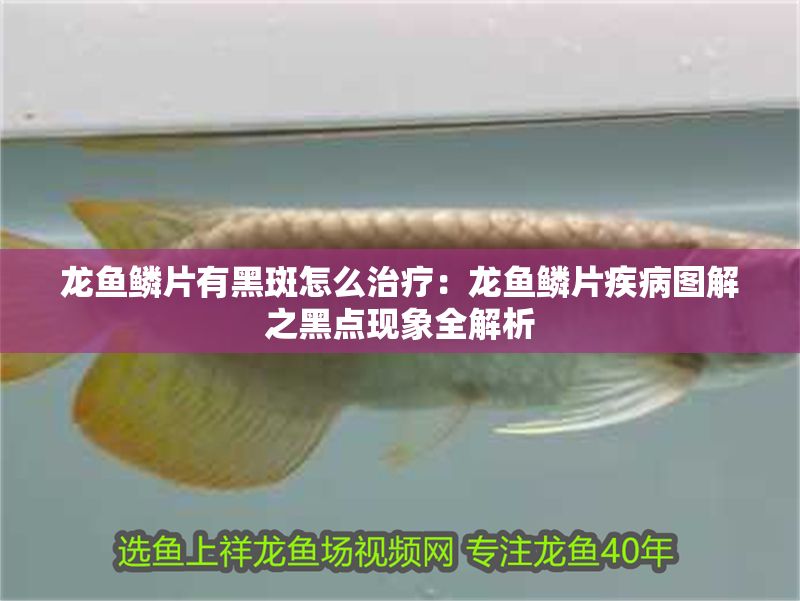 龍魚鱗片有黑斑怎么治療：龍魚鱗片疾病圖解之黑點現象全解析