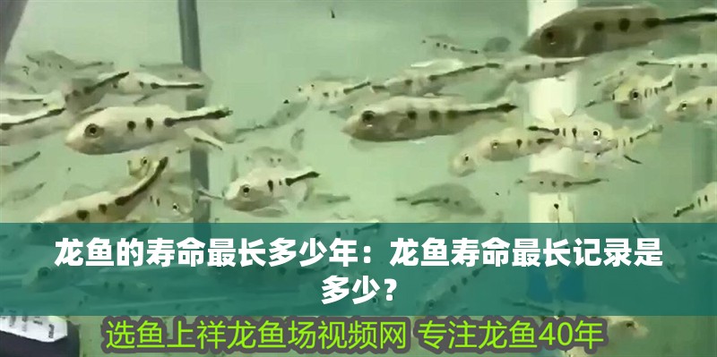 魚缸造景先放沙還是先放水(魚缸造景先鋪沙還是先放石頭) 龍魚的壽命最長多少年:龍魚壽命最長記錄是多少? 水族問答 龍魚的壽命最長多少年:龍魚壽命最長記錄是多少? 龍魚的壽命最長多少年:龍魚壽命最長記錄是多少? 水族問答