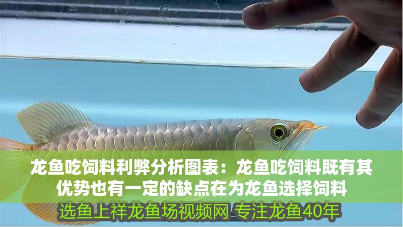 龍魚吃飼料利弊分析圖表：龍魚吃飼料既有其優勢也有一定的缺點在為龍魚選擇飼料