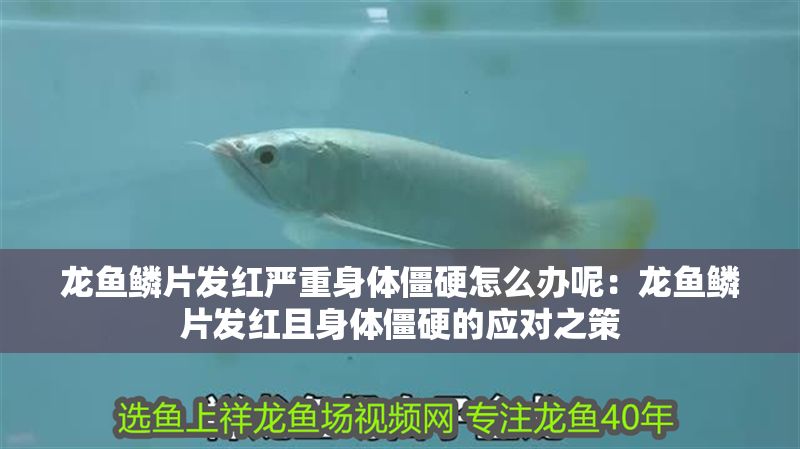 龍魚鱗片發紅嚴重身體僵硬怎么辦呢：龍魚鱗片發紅且身體僵硬的應對之策