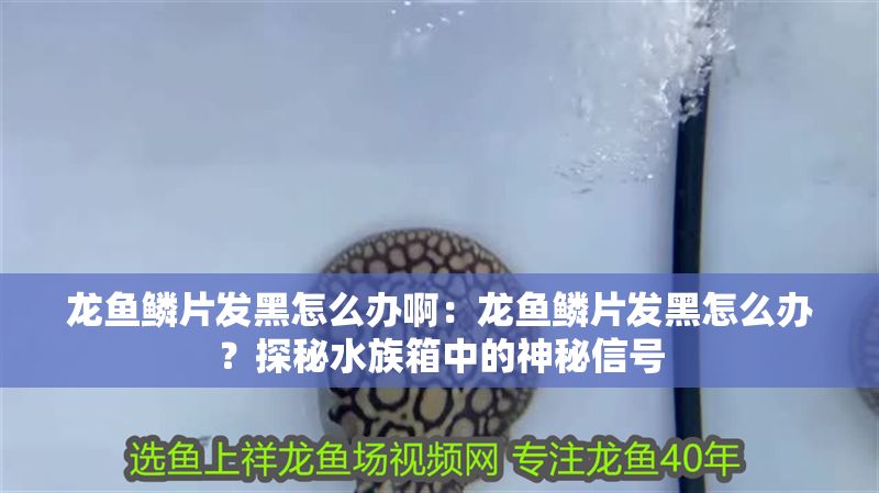 龍魚鱗片發黑怎么辦啊：龍魚鱗片發黑怎么辦？探秘水族箱中的神秘信號