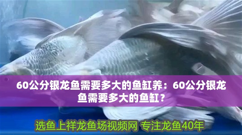 60公分銀龍魚需要多大的魚缸養(yǎng)：60公分銀龍魚需要多大的魚缸？