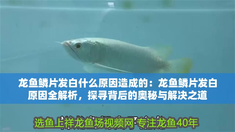 龍魚鱗片發白什么原因造成的：龍魚鱗片發白原因全解析，探尋背后的奧秘與解決之道