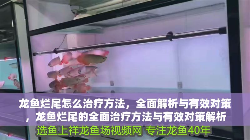 龍魚爛尾怎么治療方法，全面解析與有效對策，龍魚爛尾的全面治療方法與有效對策解析
