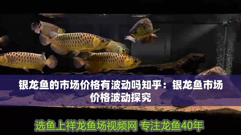 銀龍魚的市場價格有波動嗎知乎：銀龍魚市場價格波動探究