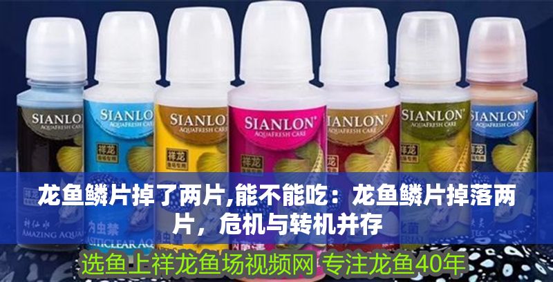 龍魚鱗片掉了兩片,能不能吃：龍魚鱗片掉落兩片，危機(jī)與轉(zhuǎn)機(jī)并存