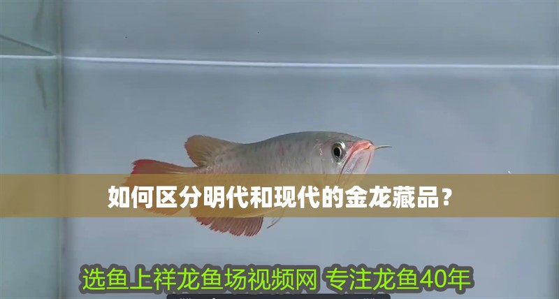 如何區分明代和現代的金龍藏品？
