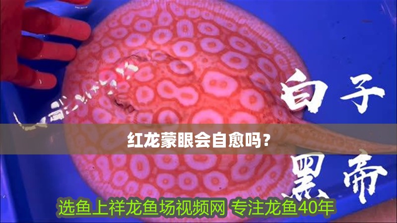 紅龍蒙眼會自愈嗎？