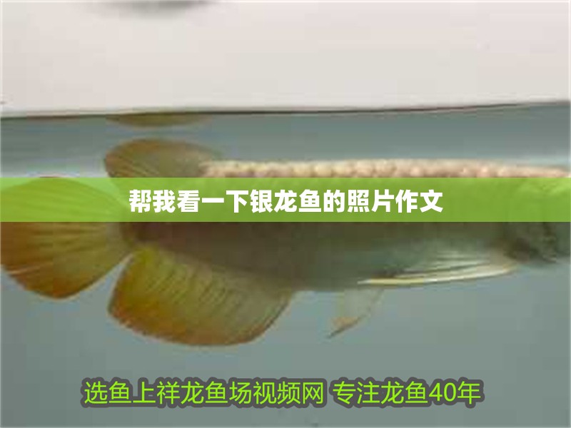 幫我看一下銀龍魚的照片作文