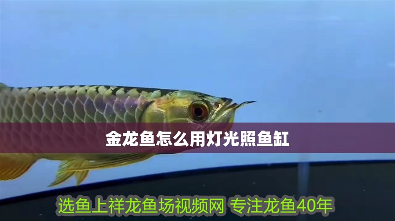 金龍魚怎么用燈光照魚缸