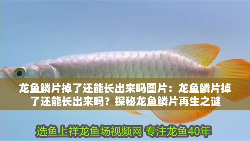 龍魚鱗片掉了還能長出來嗎圖片：龍魚鱗片掉了還能長出來嗎？探秘龍魚鱗片再生之謎